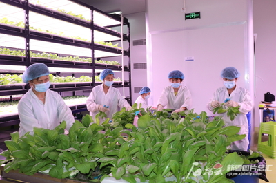 新疆防疫生產兩不誤,優(yōu)化供給保民生