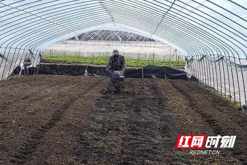 桂東春耕忙，陽光明媚蔬菜香